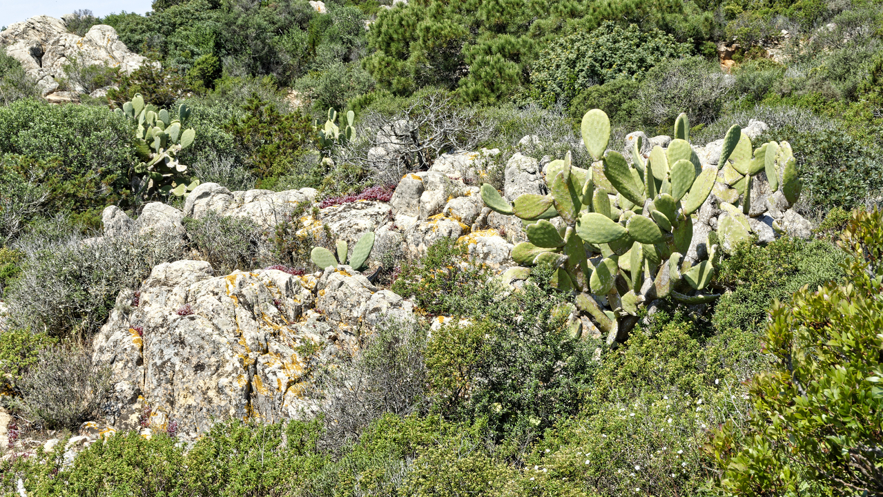 20230522 112643•La Maddalena•Sardinia•Italy